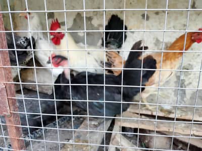 eggs laying hens