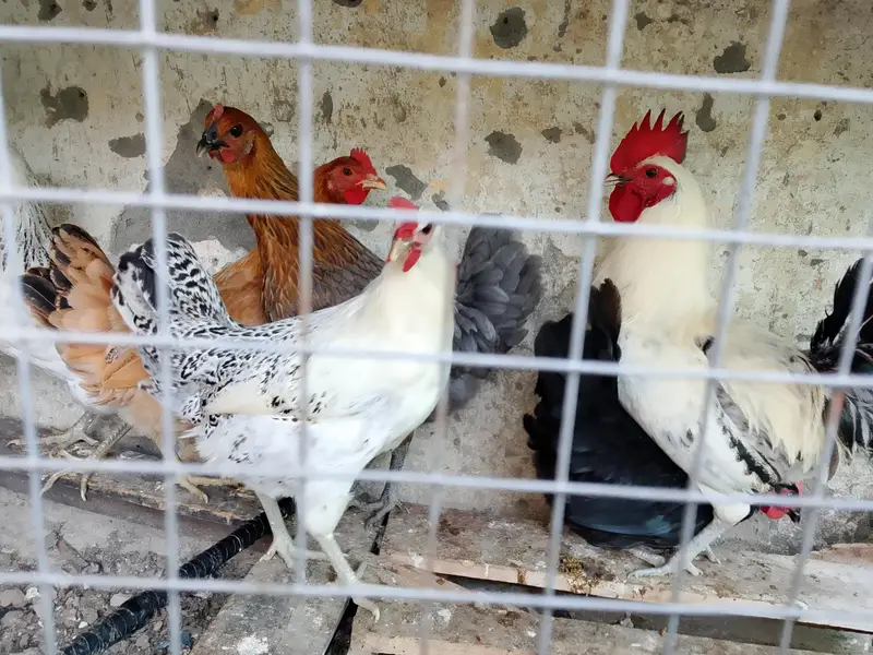 kurak hen and cock and eggs laying hens — photo 8