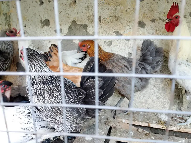 kurak hen and cock and eggs laying hens — photo 9
