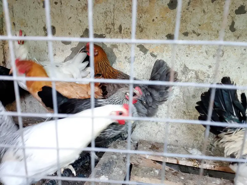 kurak hen and cock and eggs laying hens — photo 10