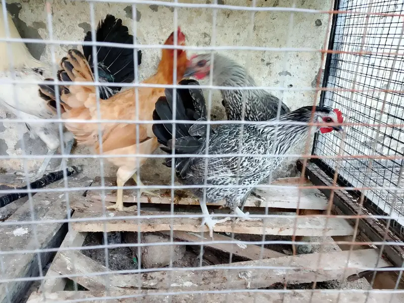 kurak hen and cock and eggs laying hens — photo 11