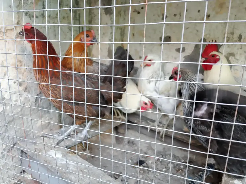 kurak hen and cock and eggs laying hens — photo 12