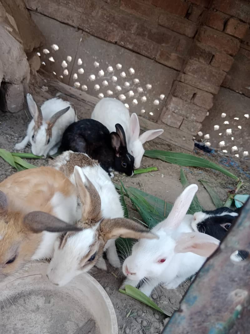 rabbit 0