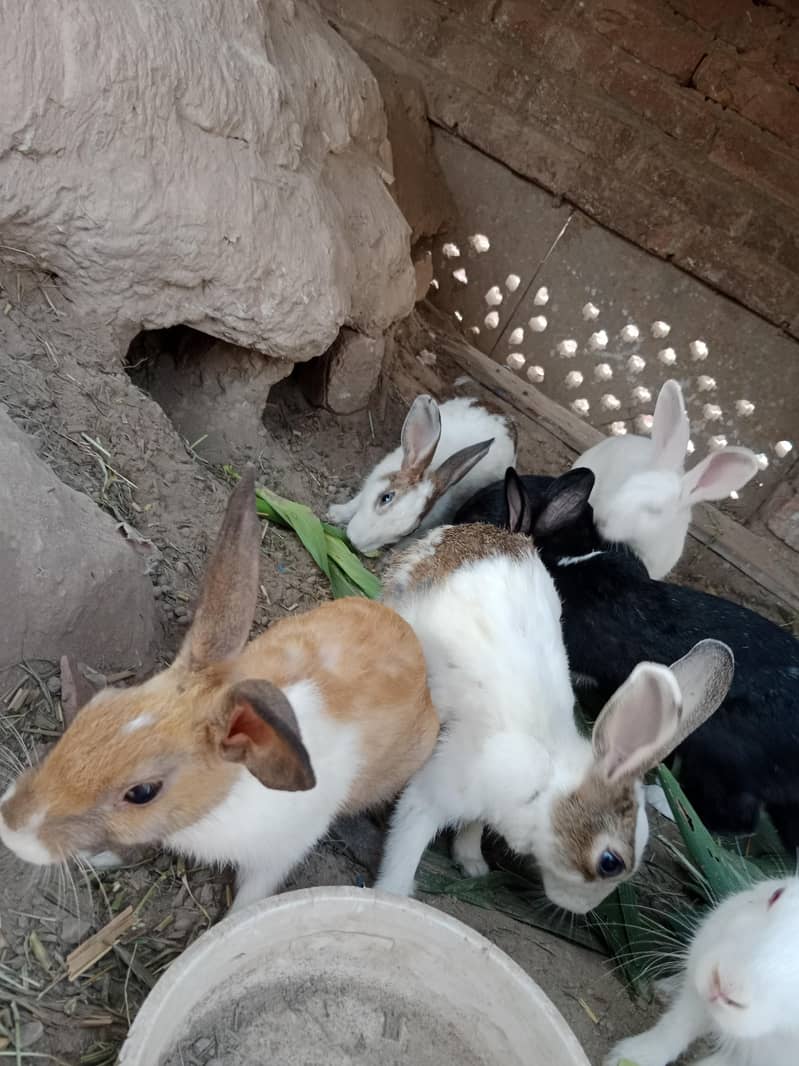 rabbit 1