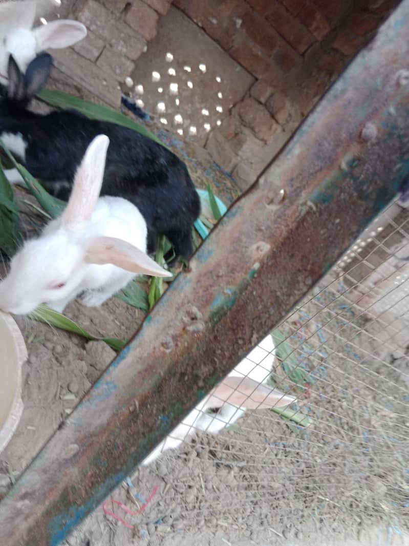 rabbit 2