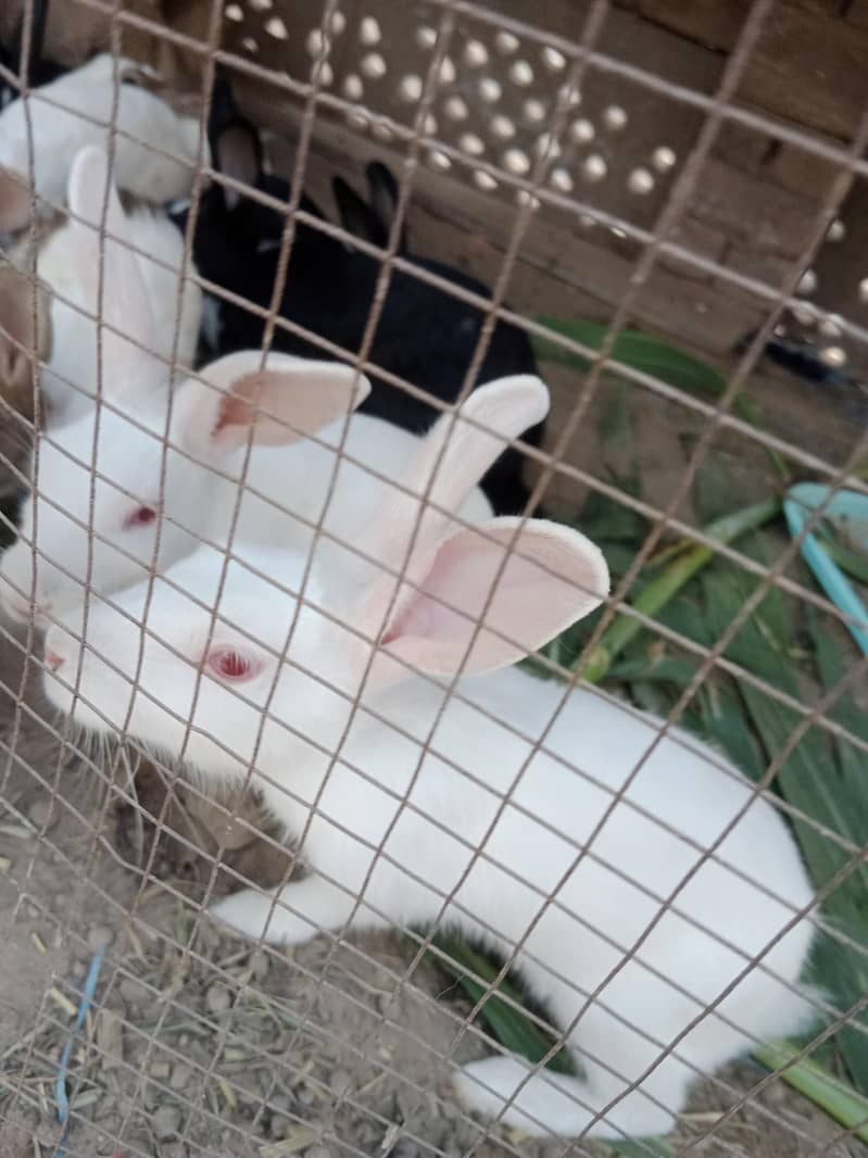 rabbit 3