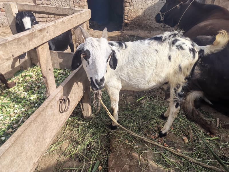 Bakri 0