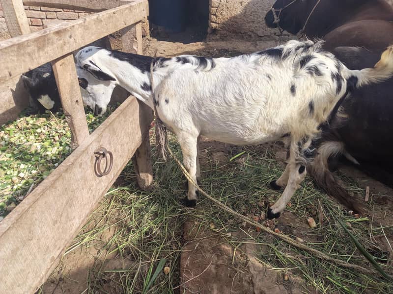 Bakri 1