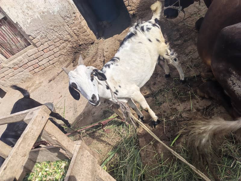 Bakri 2