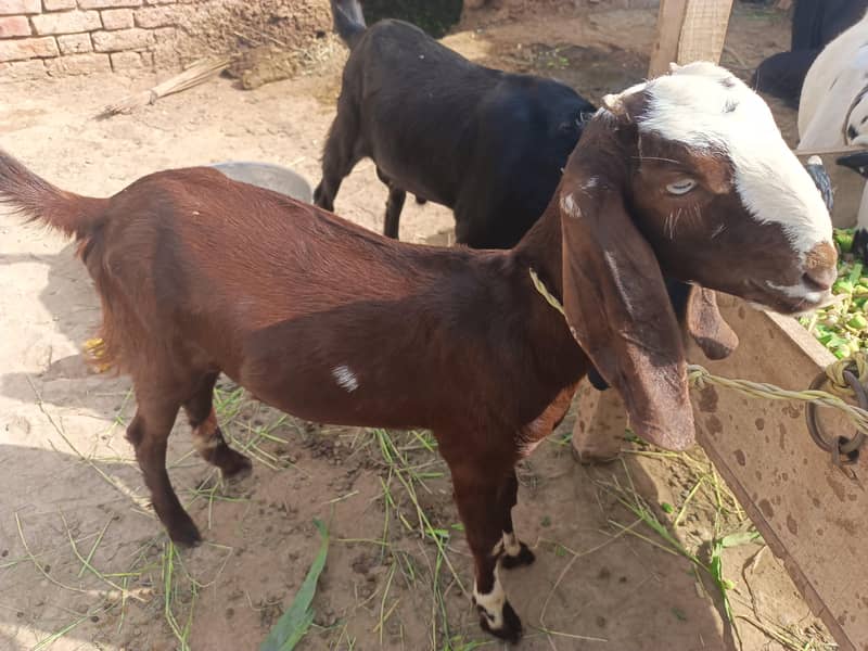 Bakri 3