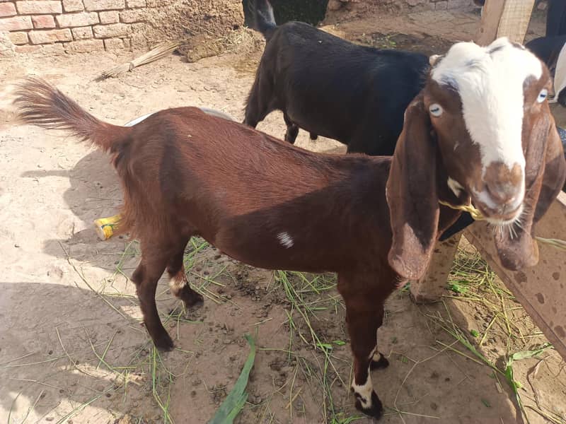 Bakri 4