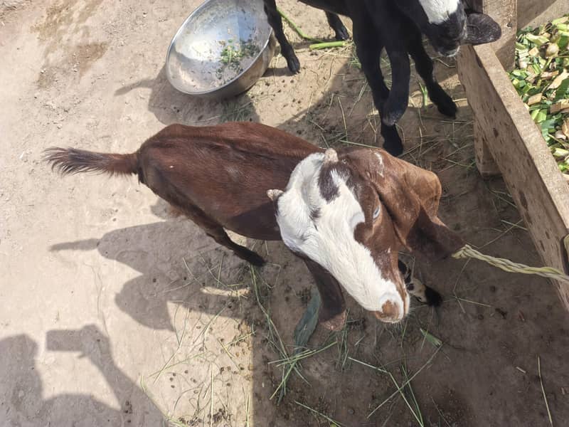 Bakri 5