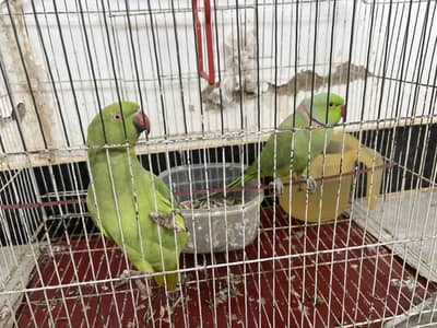 Ring neck parrot for sale Good condition healthy ready for new home
