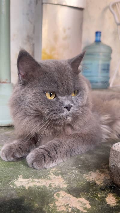 male cat