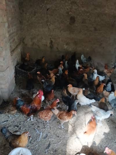 گولڈن مصری مرغیاں