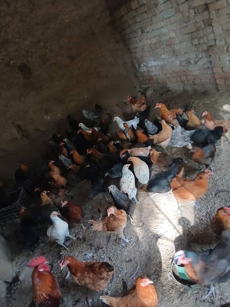 گولڈن مصری مرغیاں 1