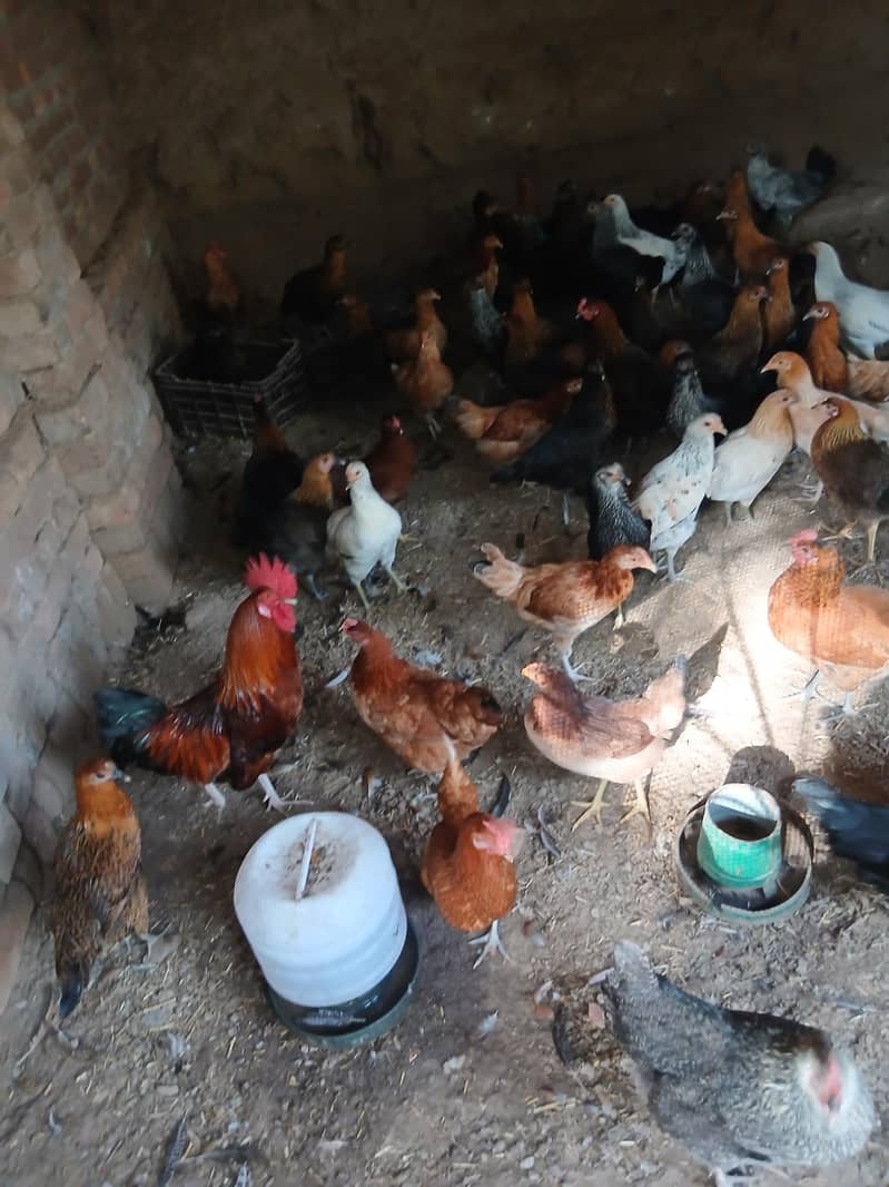 گولڈن مصری مرغیاں 3