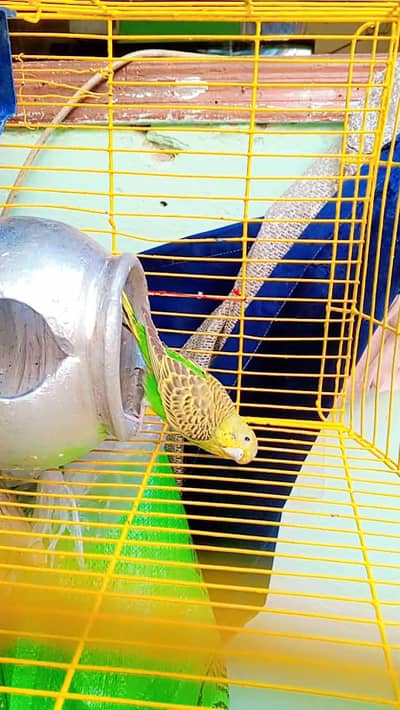 Australian budgie male for sale best colour bird