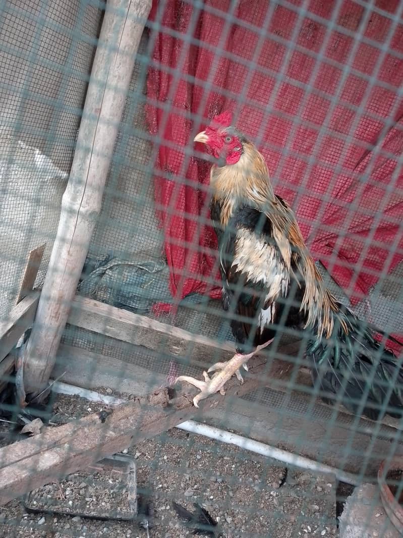 pair hai aseel java ka 2