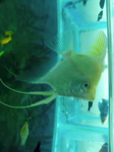 angle fish pair and betta fish  for sale
