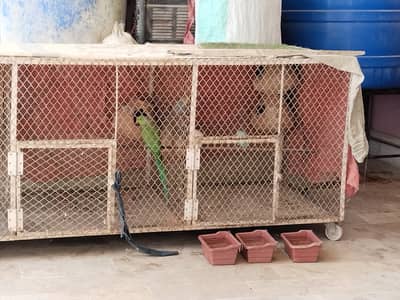 Other mix parrot salle