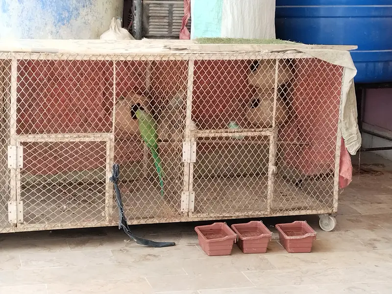 Other mix parrot salle — photo 2