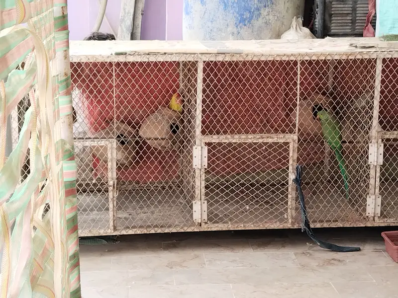 Other mix parrot salle — photo 3