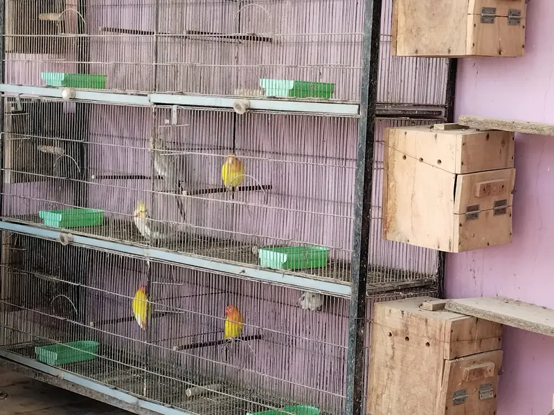 Other mix parrot salle — photo 4