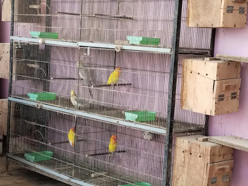 Other mix parrot salle — photo 5
