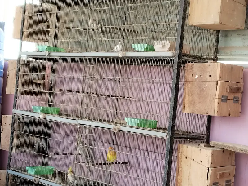 Other mix parrot salle — photo 6