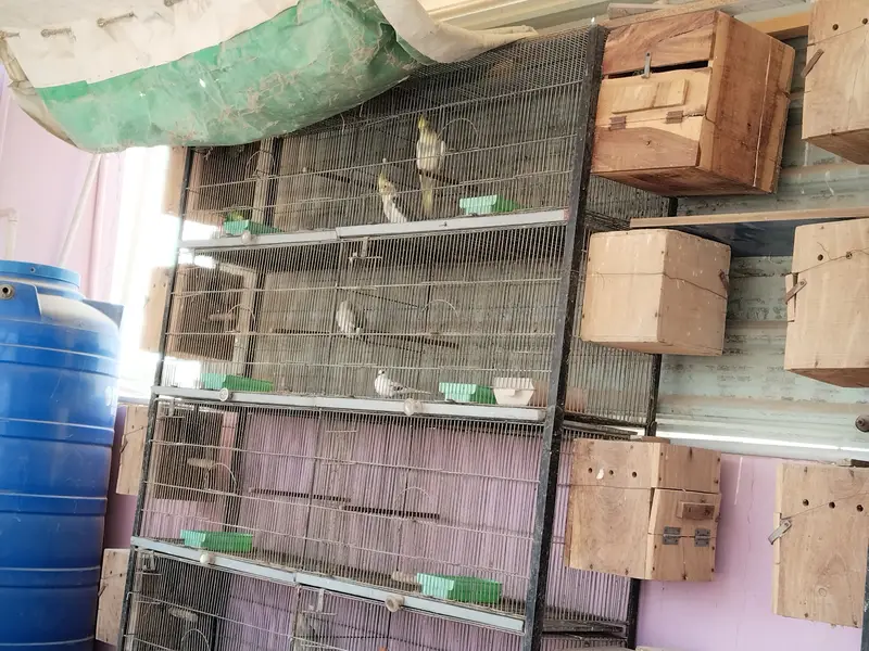 Other mix parrot salle — photo 7