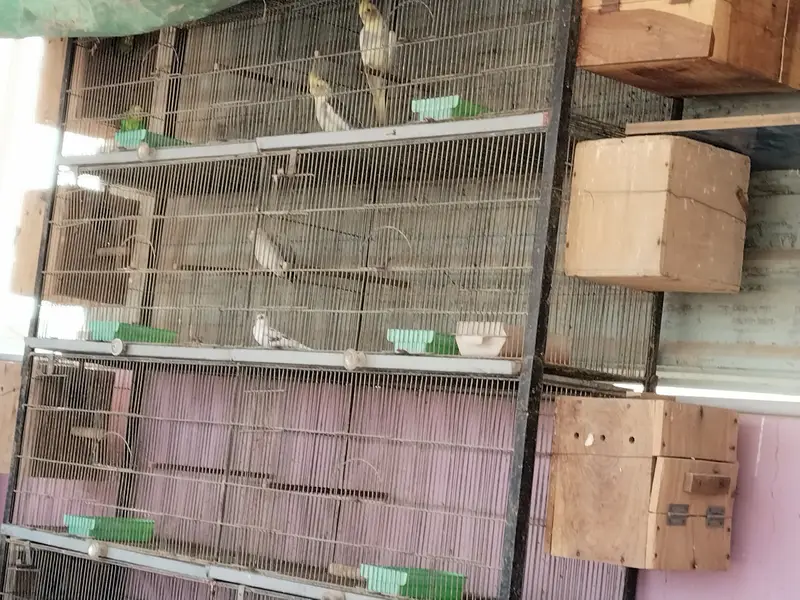 Other mix parrot salle — photo 8