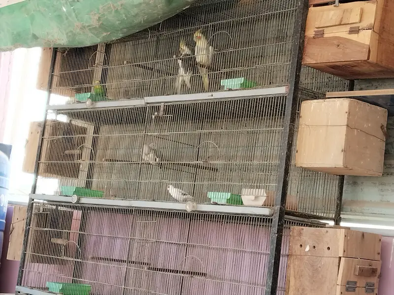 Other mix parrot salle — photo 9