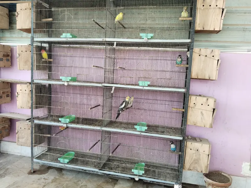 Other mix parrot salle — photo 10