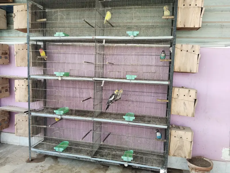 Other mix parrot salle — photo 11
