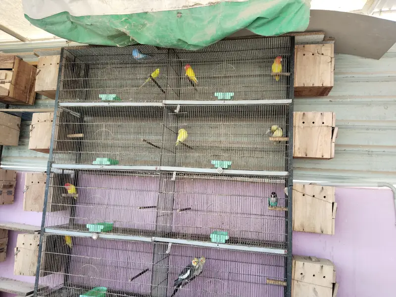 Other mix parrot salle — photo 12