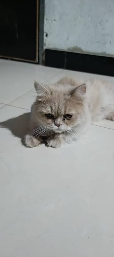 Sale Beautiful Persian Cat