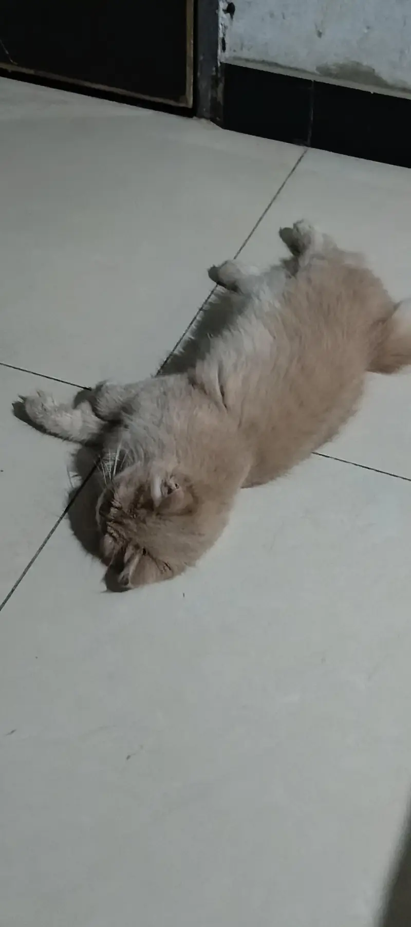 Sale Beautiful Persian Cat — photo 2