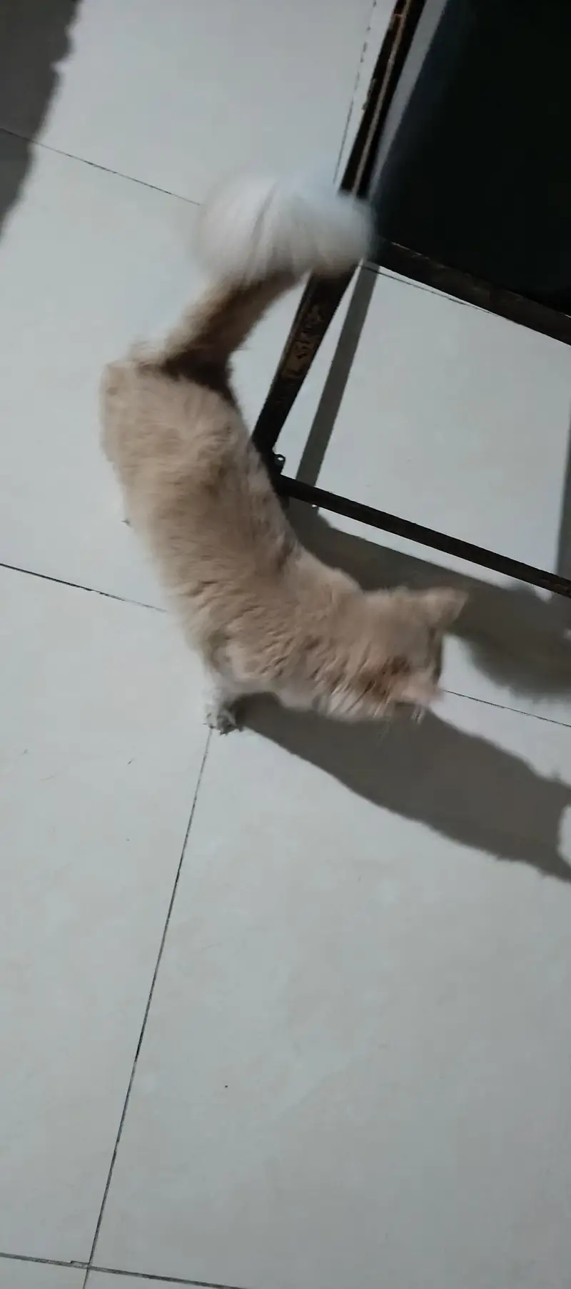Sale Beautiful Persian Cat — photo 3
