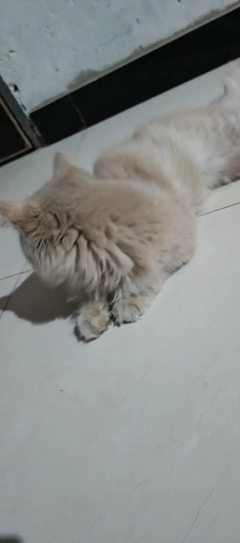 Sale Beautiful Persian Cat — photo 4