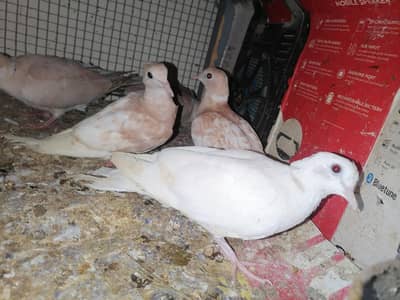 Doves For Sale