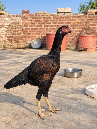 Shamo X Aseel Female