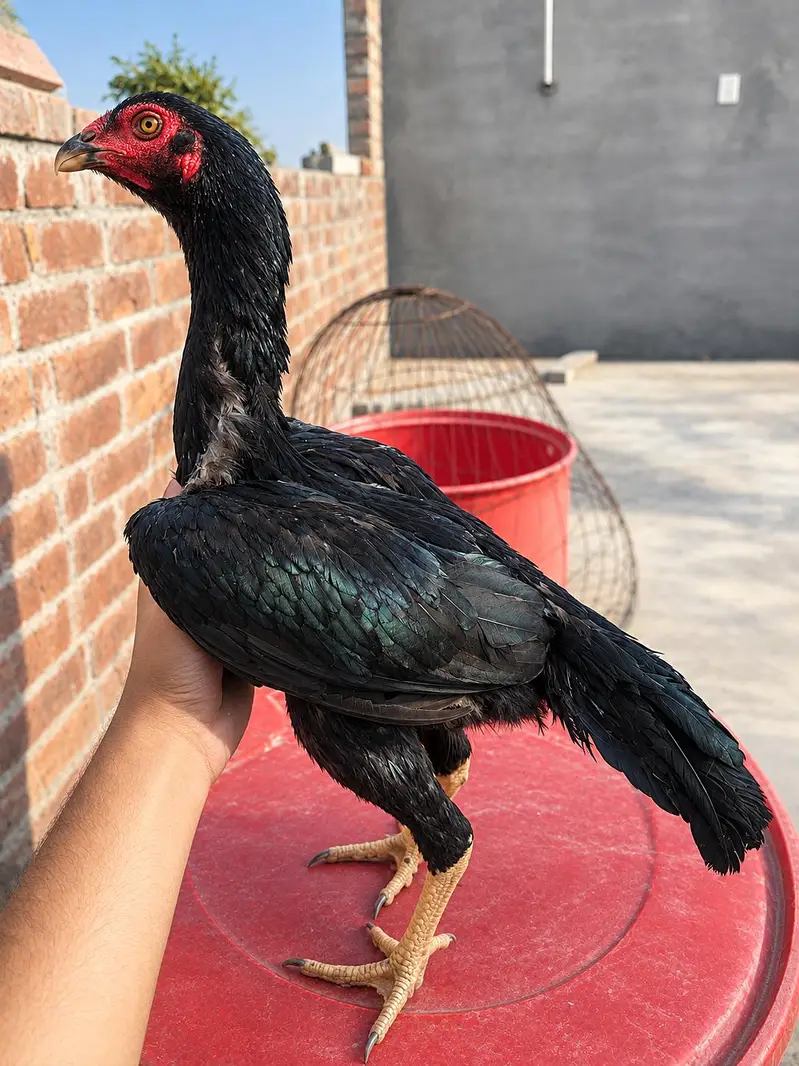 Shamo X Aseel Female — photo 2
