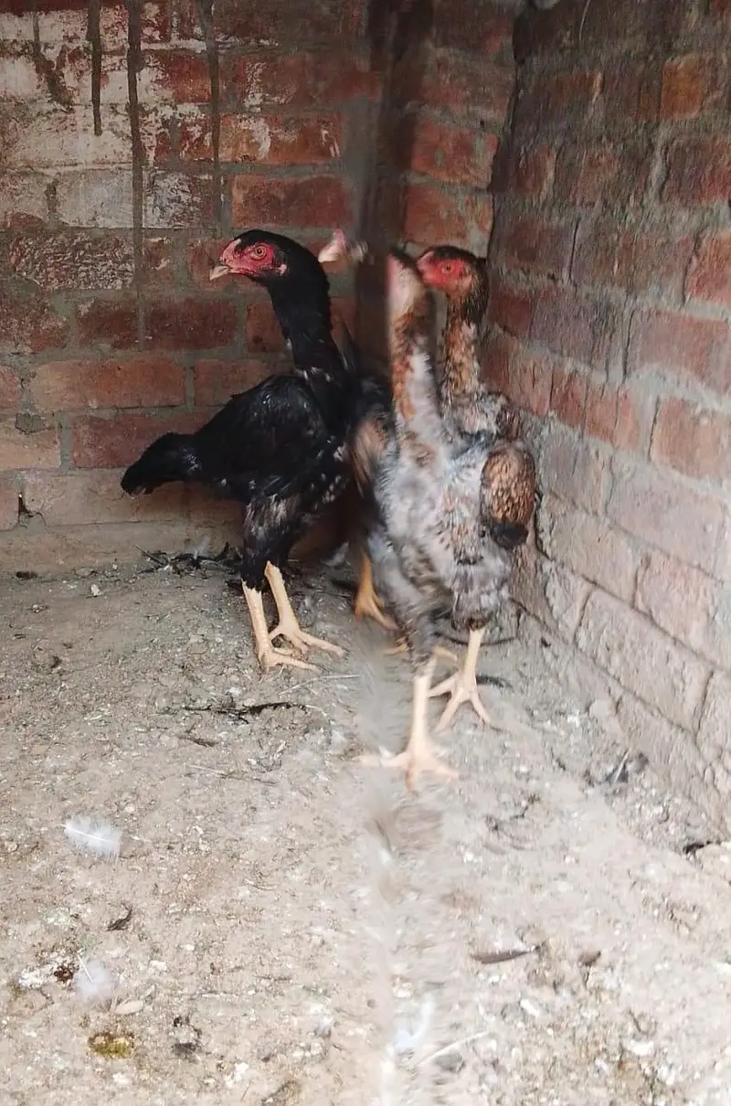 Shamo X Aseel Female — photo 5
