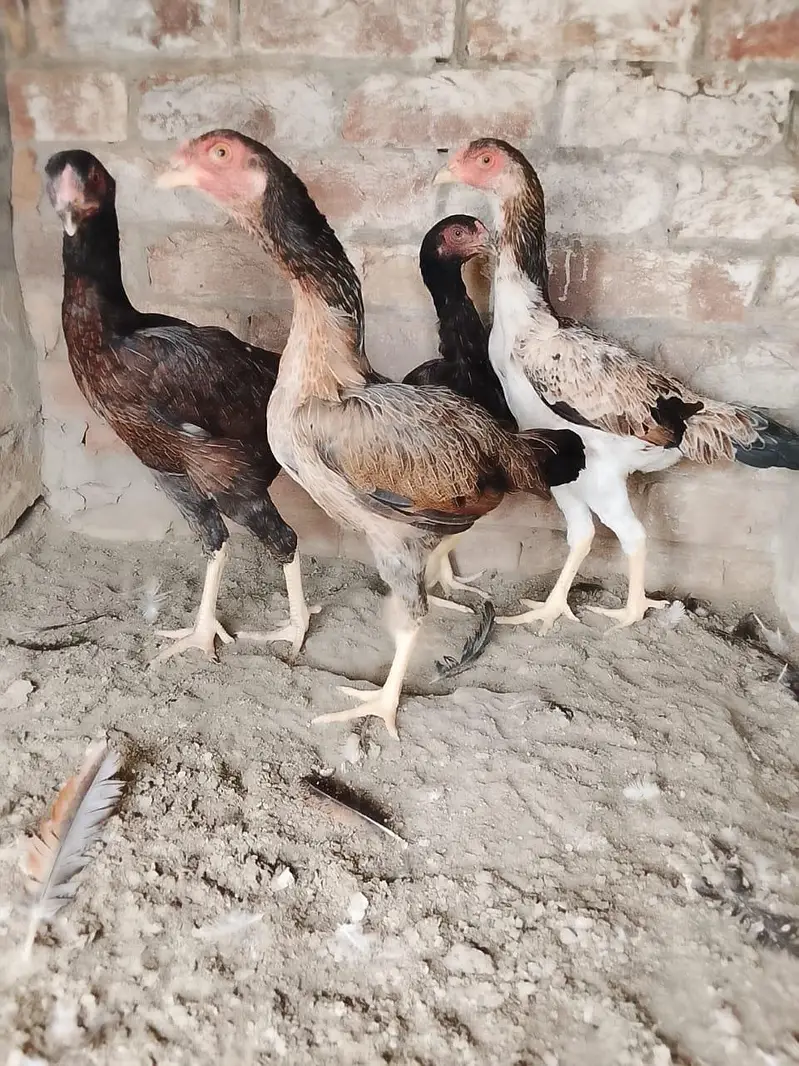 Shamo X Aseel Female — photo 7