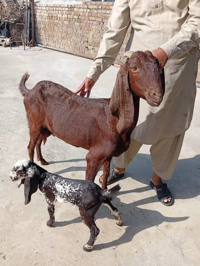 beetal goat for sale