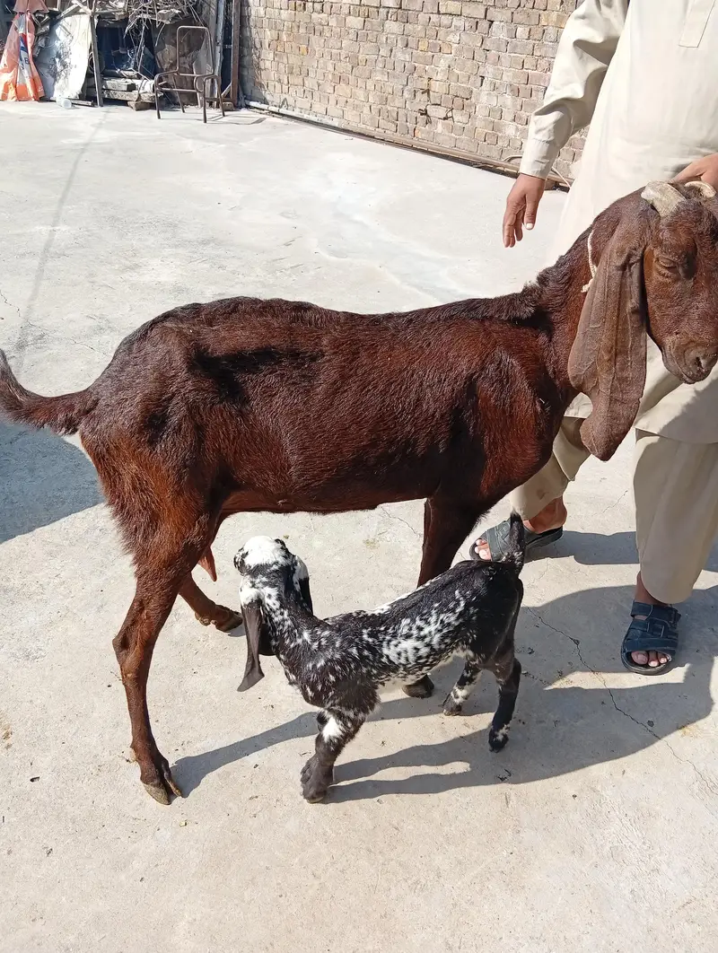 beetal goat for sale — photo 2