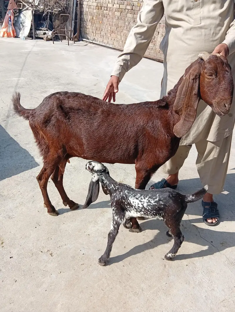 beetal goat for sale — photo 3