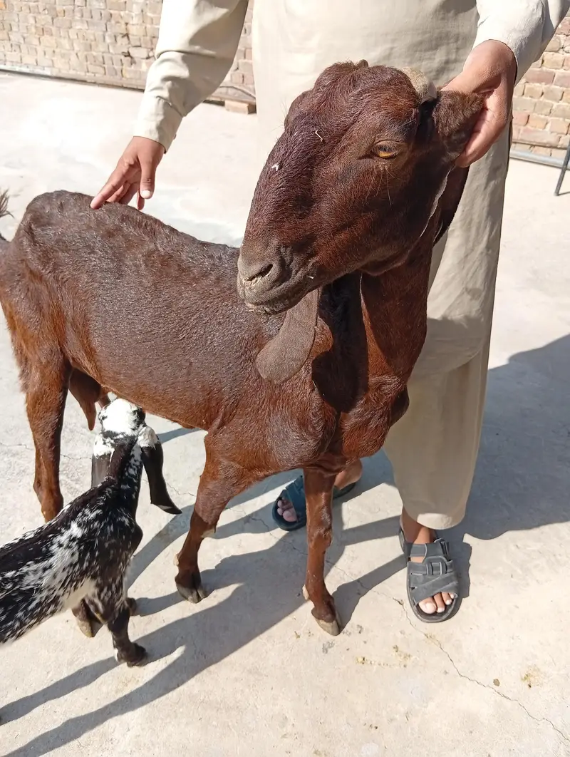 beetal goat for sale — photo 4