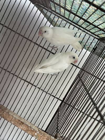 Albino Black Eye Breeder Pair For Sell.